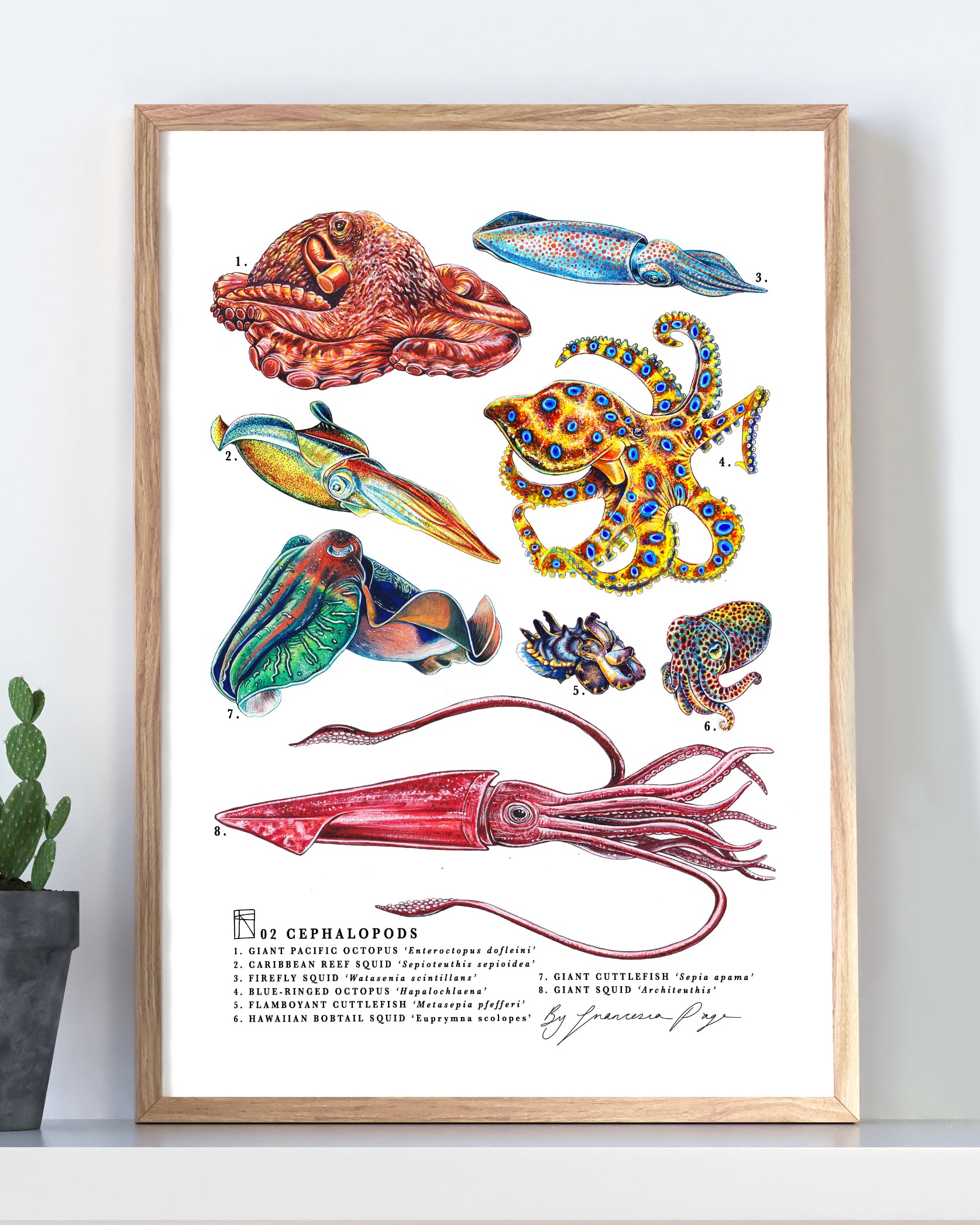 02 Cephalopods Scientific Print – Francesca Page Collections