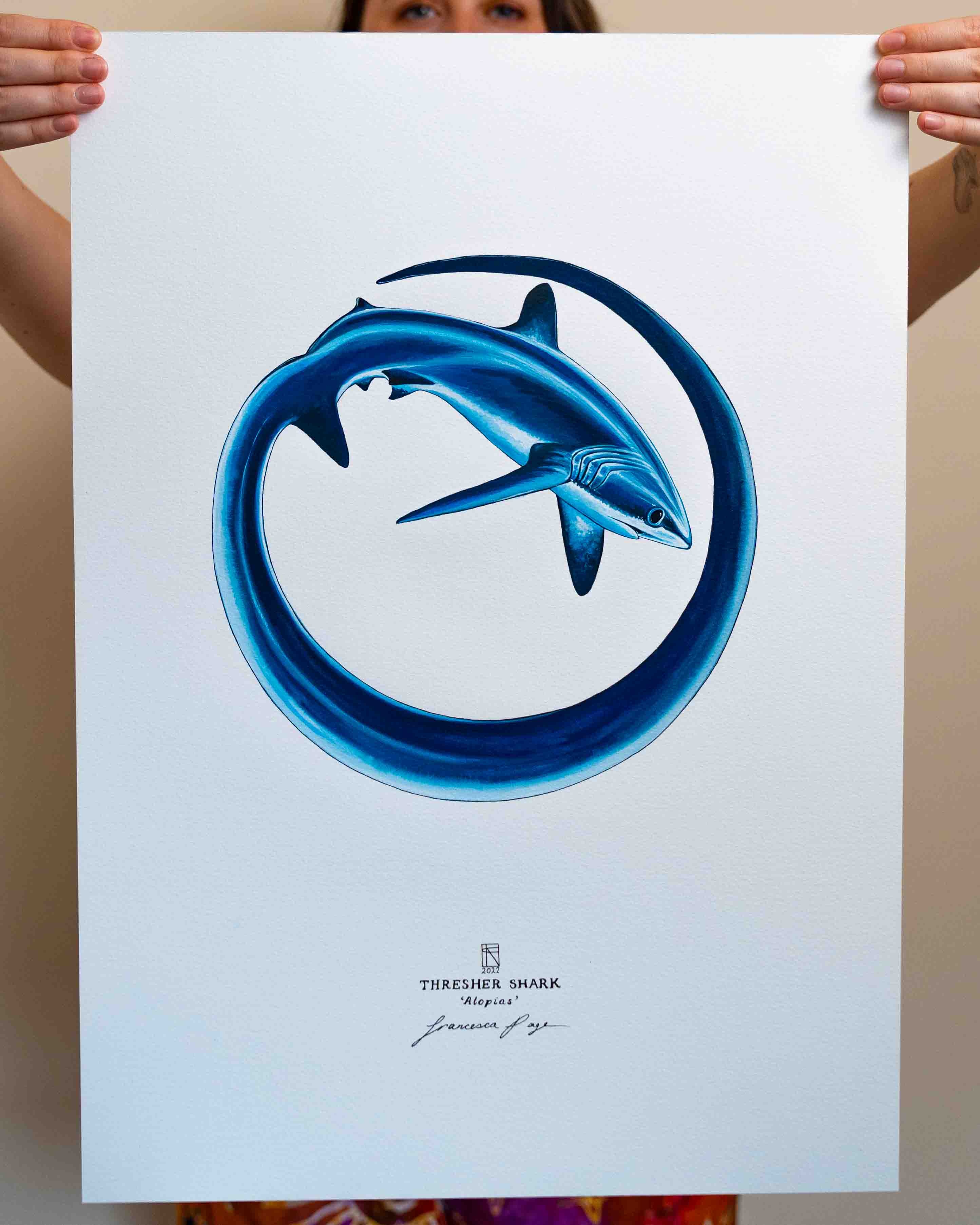 Thresher Shark - A2 Original Painting – Francesca Page Collections