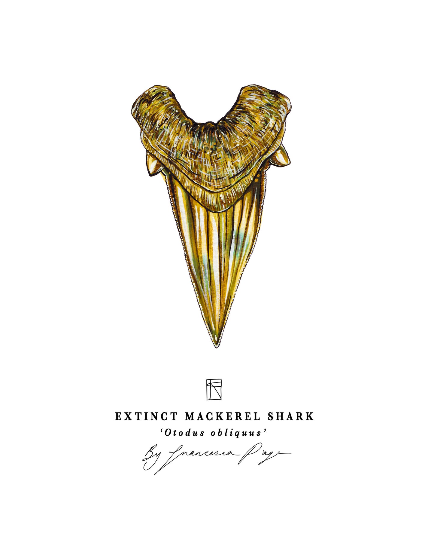 Extinct Mackerel Shark Scientific Print