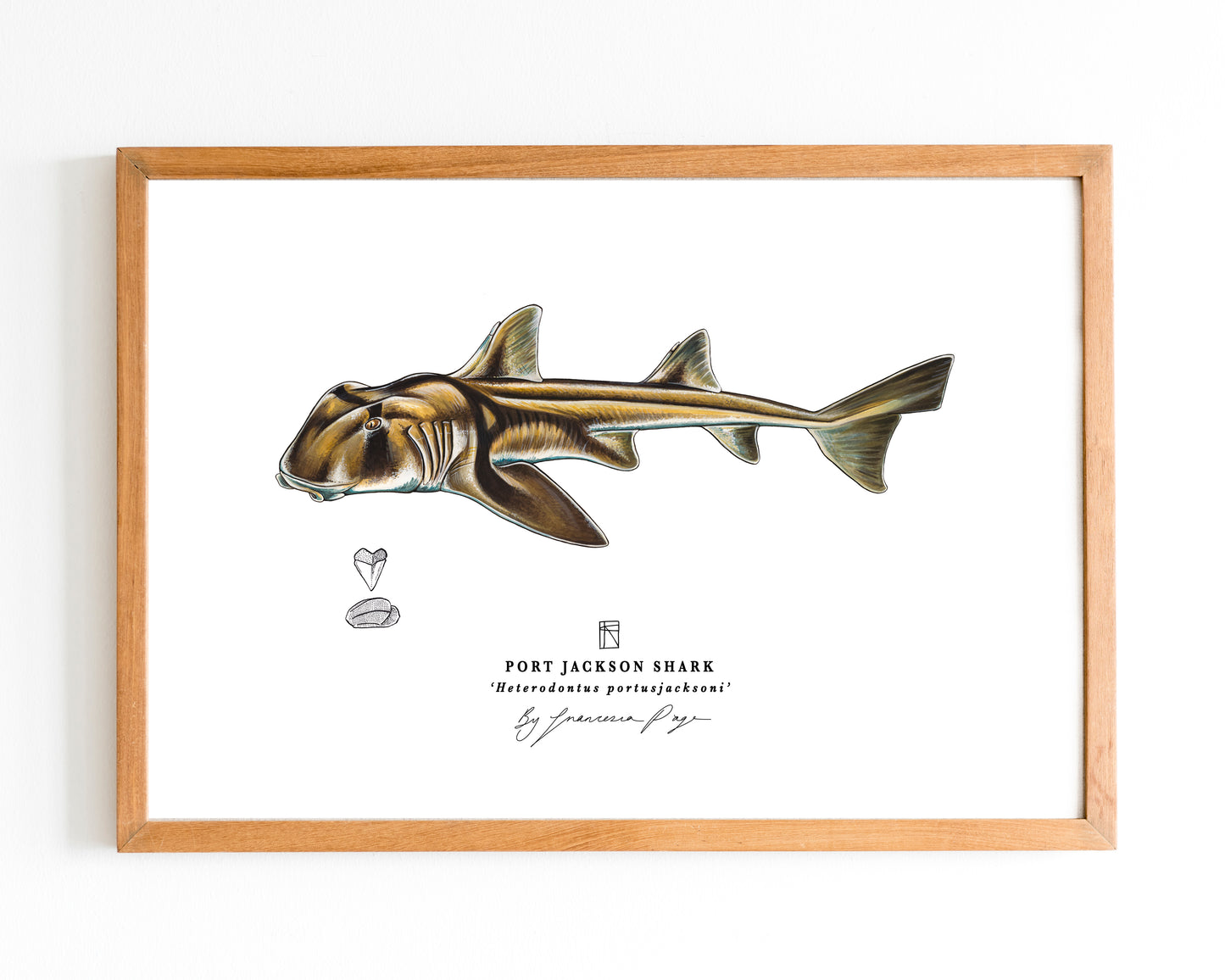 Port Jackson Shark Scientific Print