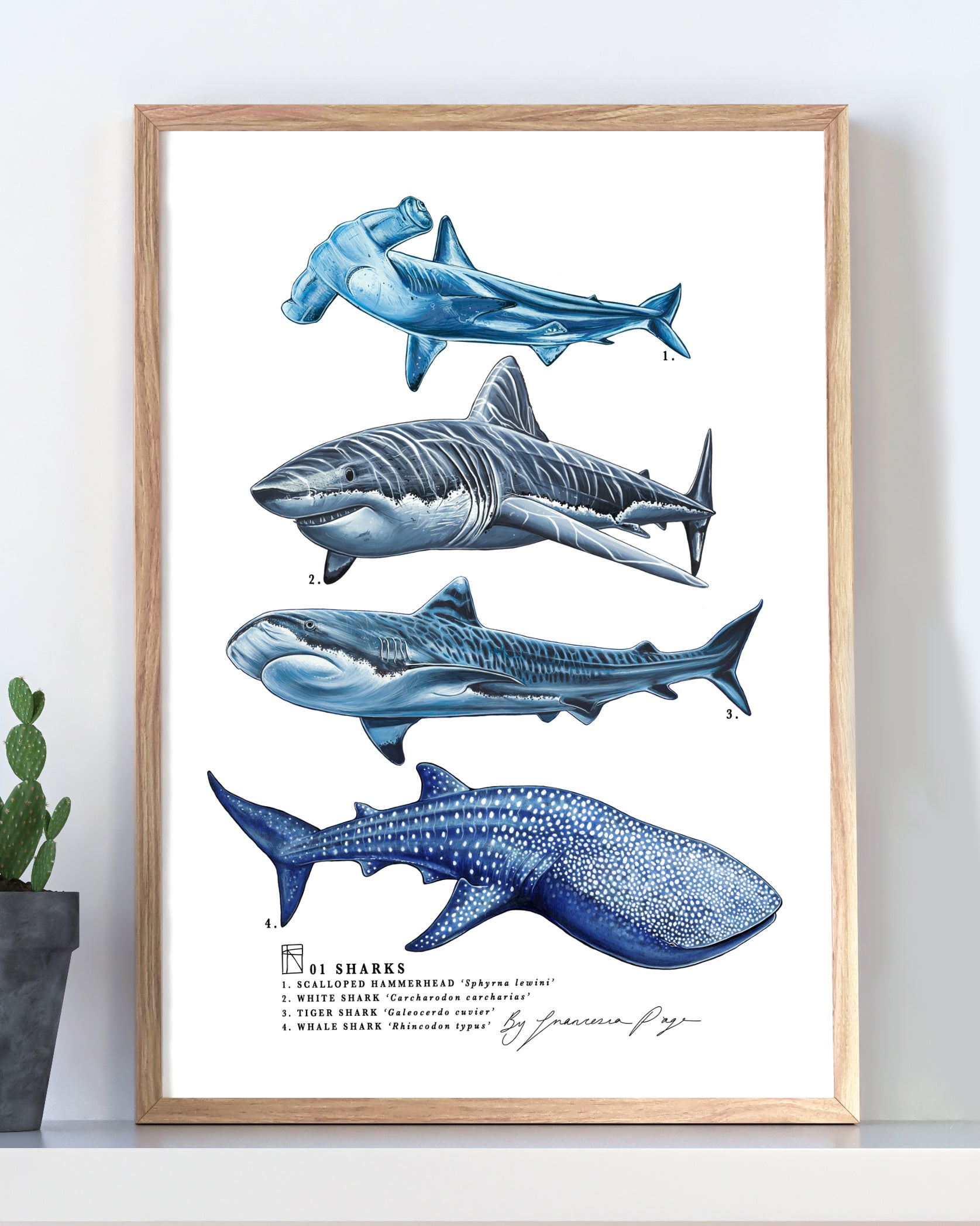 Shark Art Print – Francesca Page Collections