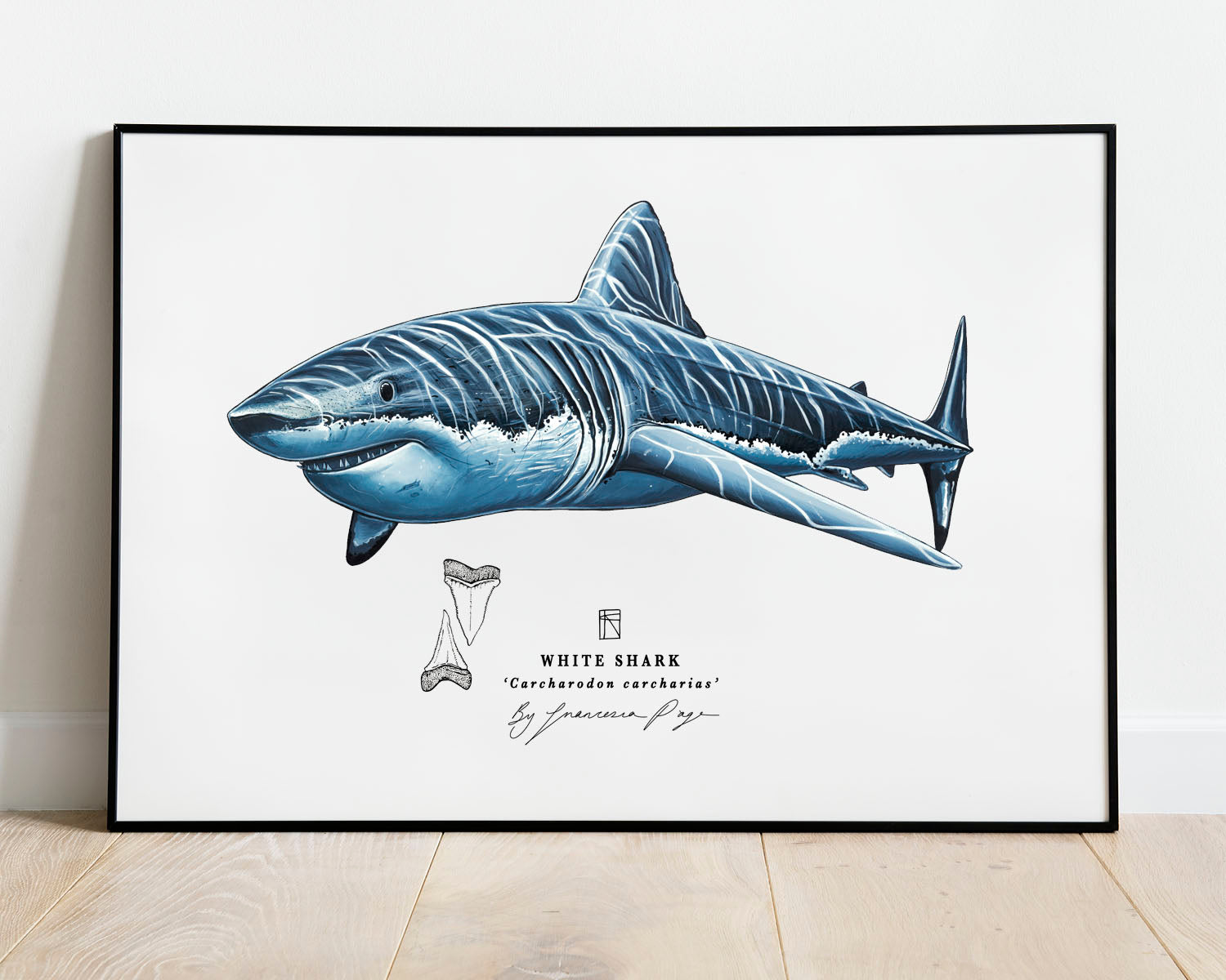 great white shark poster
