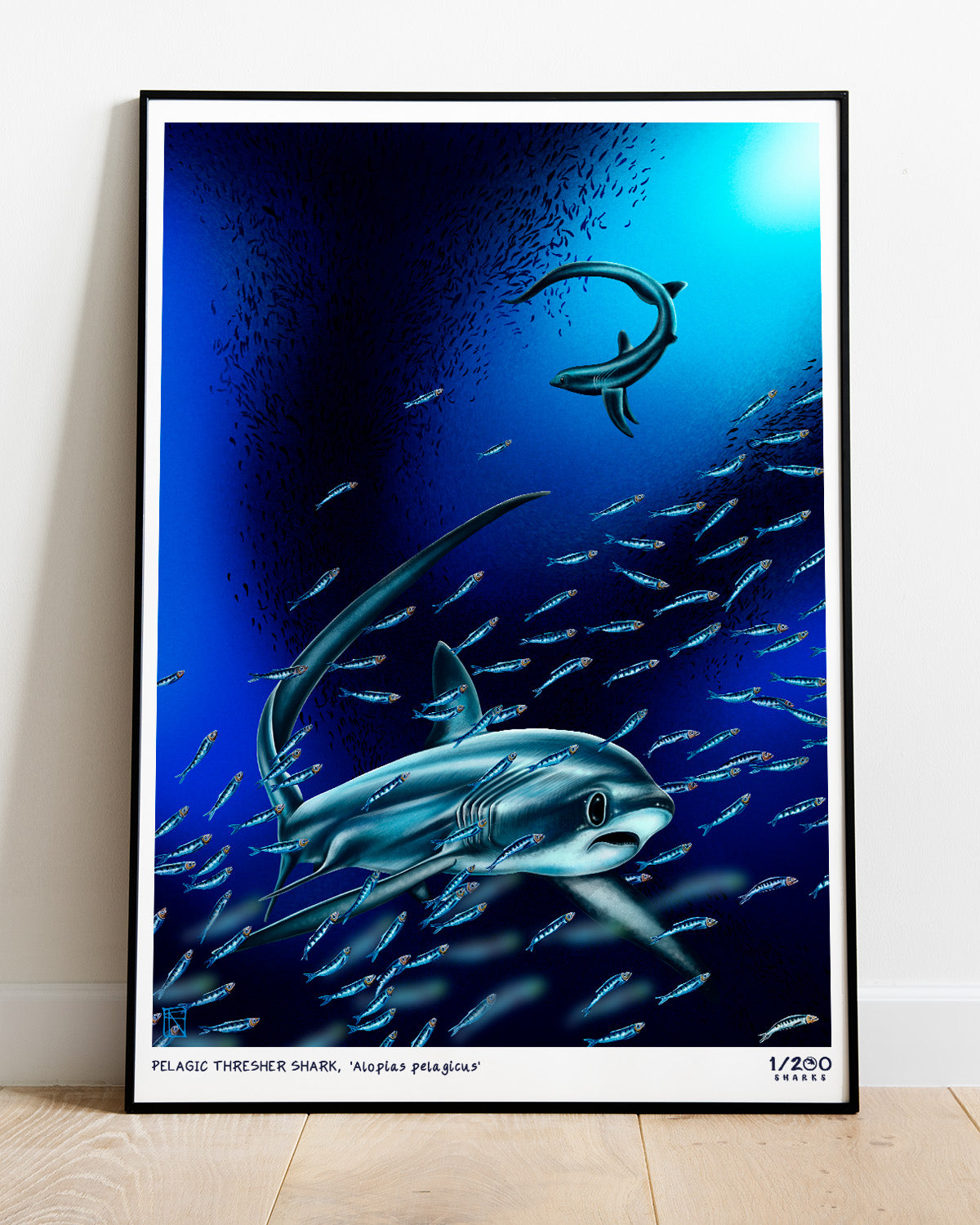 1/200 Thresher Shark Illustration Print