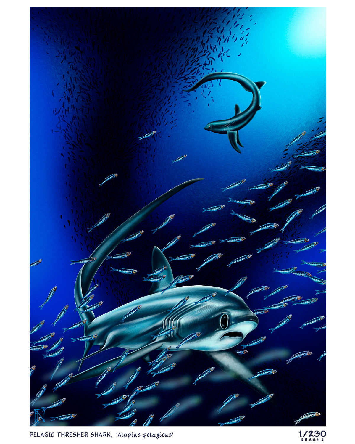 1/200 Thresher Shark Illustration Print