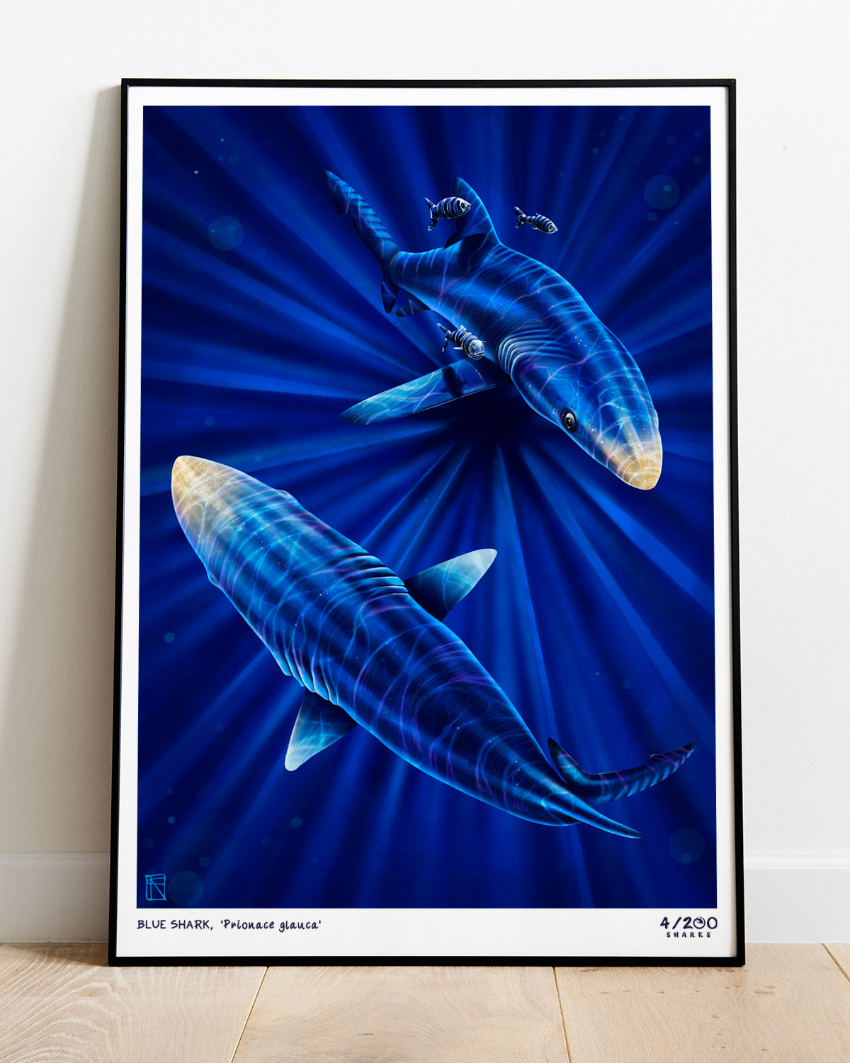 4/200 Blue Shark Illustration Print