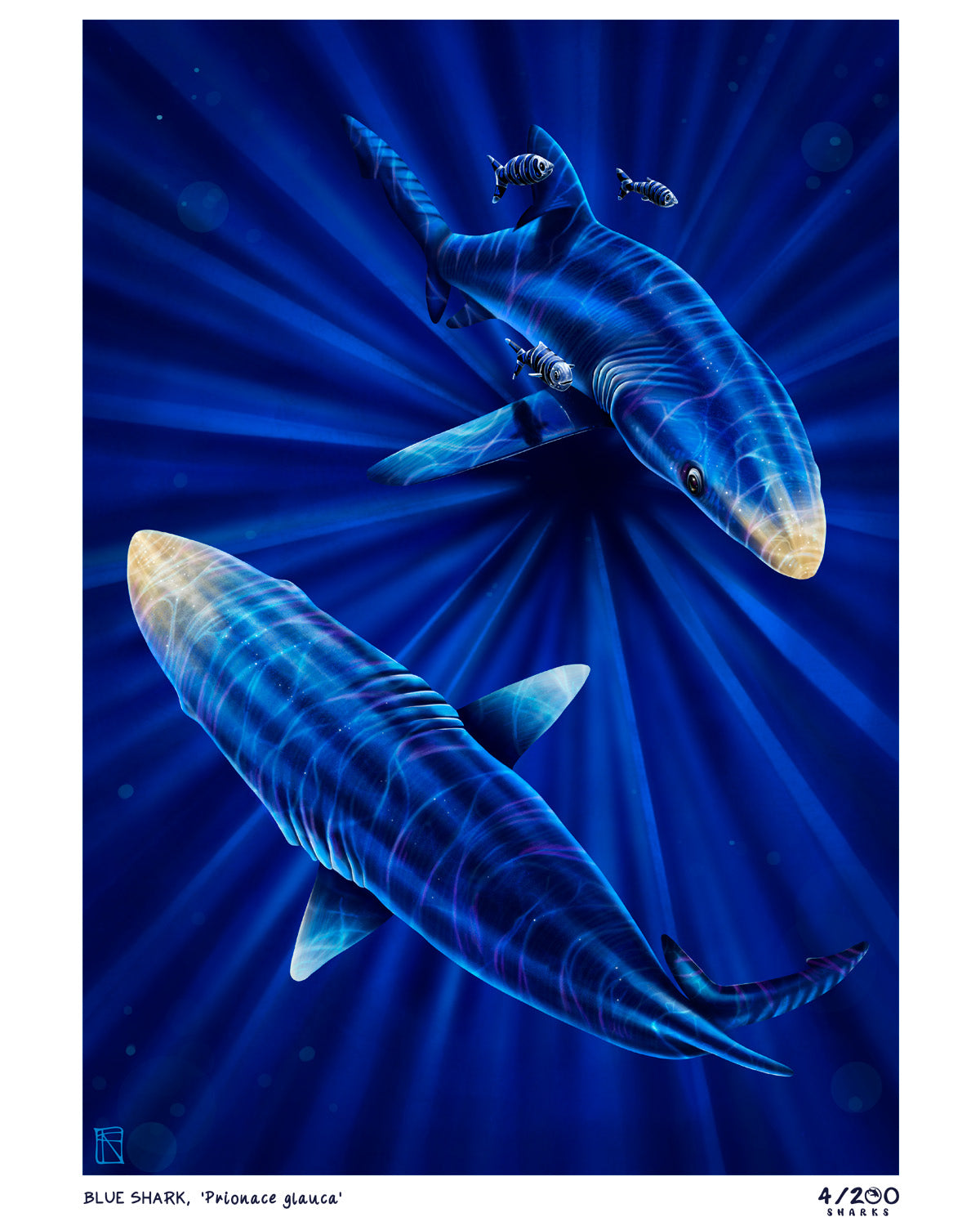 4/200 Blue Shark Illustration Print