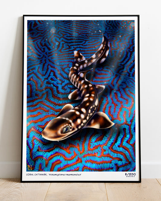 6/200 Coral Catshark Illustration Print