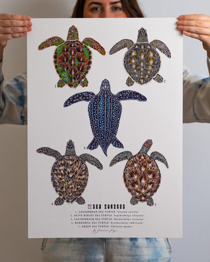 Sea Turtles Scientific Print