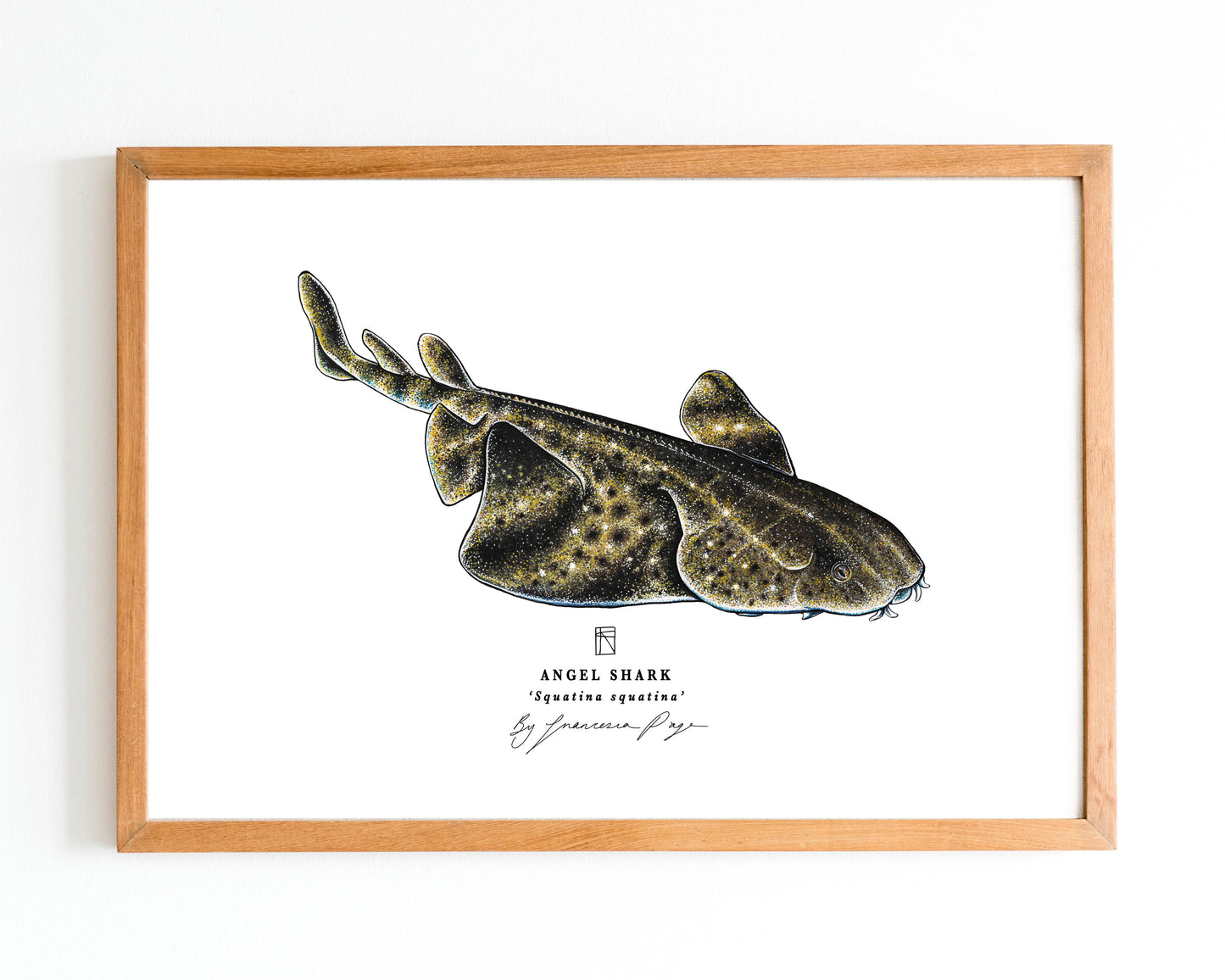 Angel Shark Scientific Print