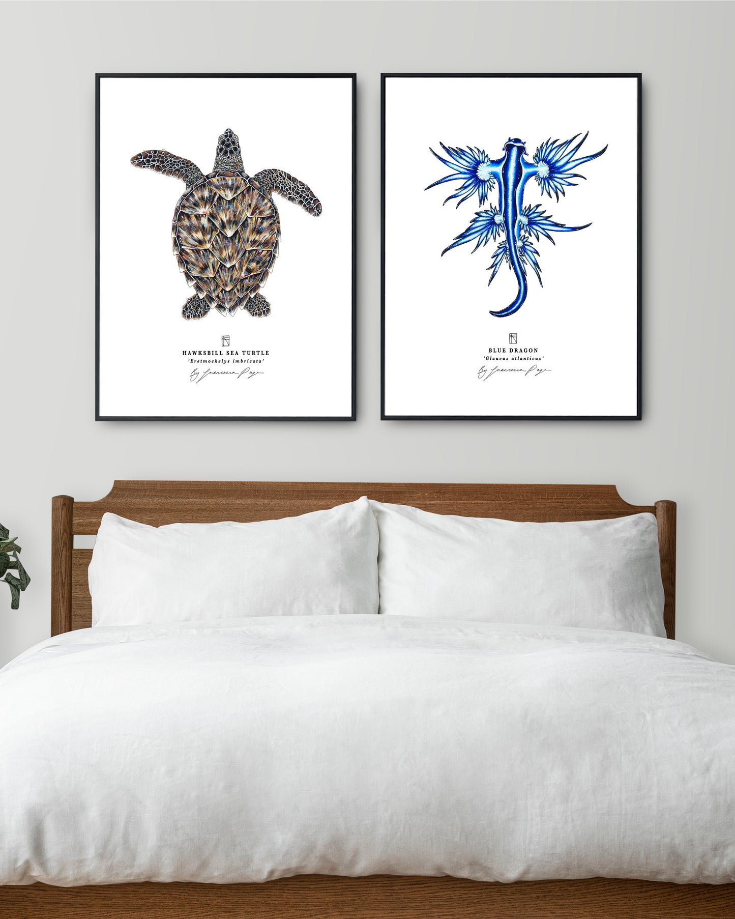 Hawksbill Sea Turtle Scientific Print