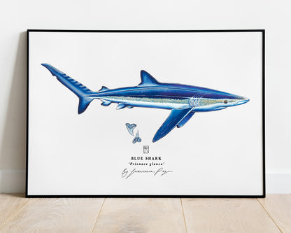 Blue Shark Scientific Print