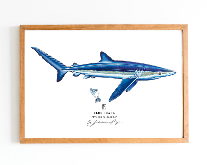 Blue Shark Scientific Print
