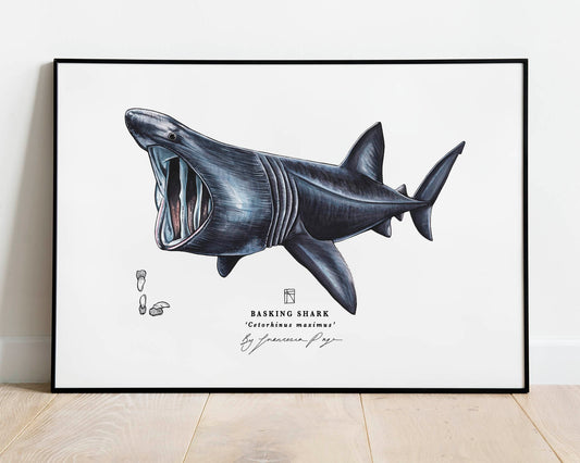 Basking Shark Scientific Print