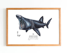 Load image into Gallery viewer, Basking Shark Scientific Print
