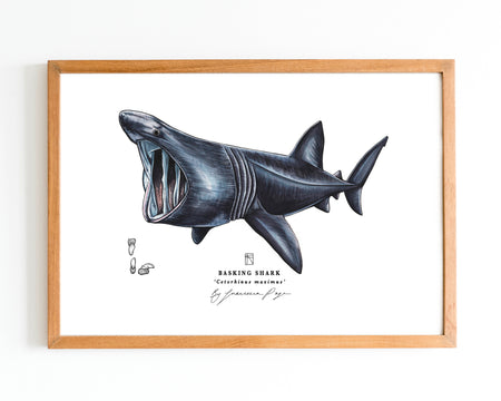 Basking Shark Scientific Print