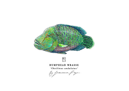 Humphead Wrasse Scientific Print