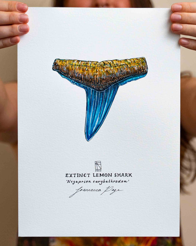 Extinct Lemon Shark - A4 Original Painting