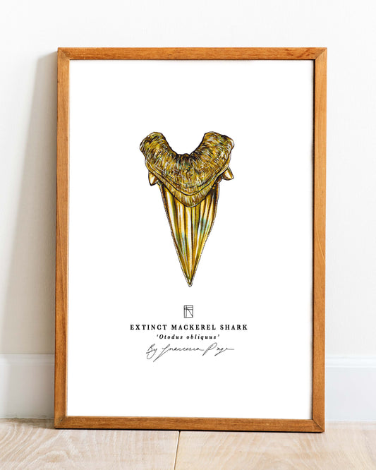 Extinct Mackerel Shark Scientific Print