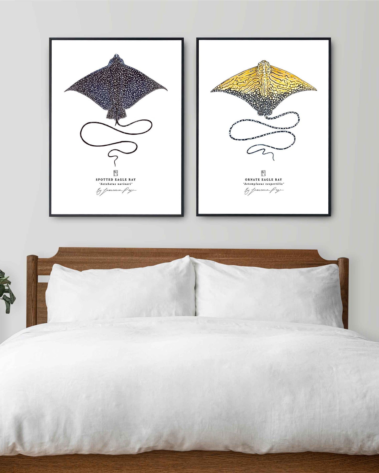 Ornate Eagle Ray Scientific Print