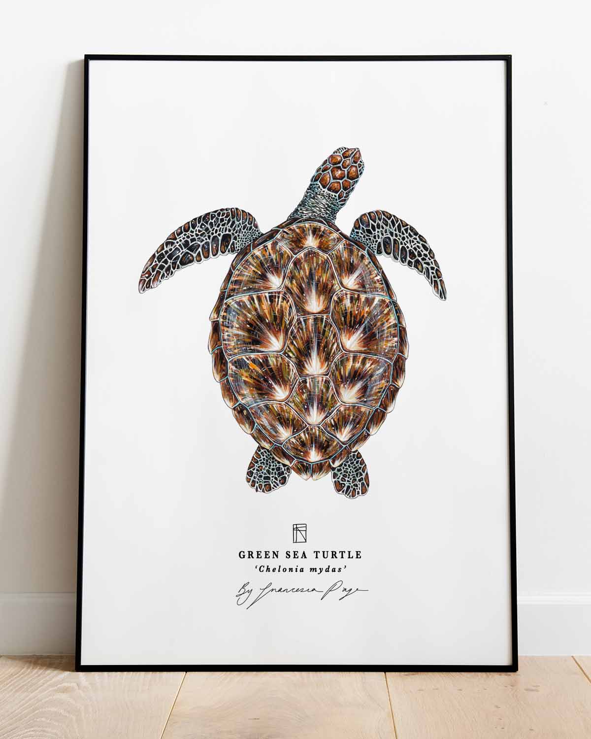 Green Sea Turtle Scientific Print