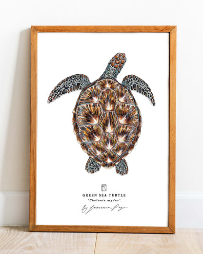 Green Sea Turtle Scientific Print