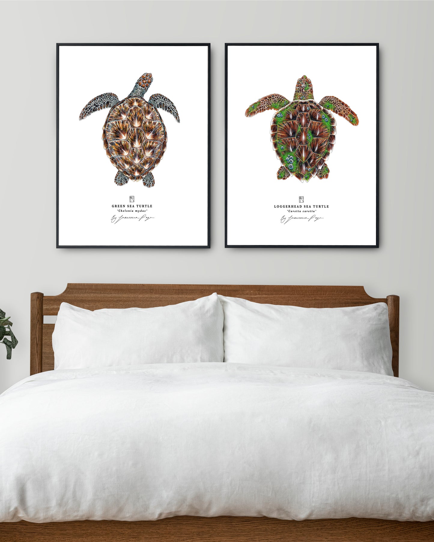 Loggerhead Sea Turtle Scientific Print