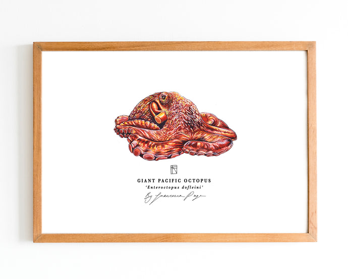 Giant Pacific Octopus Scientific Print