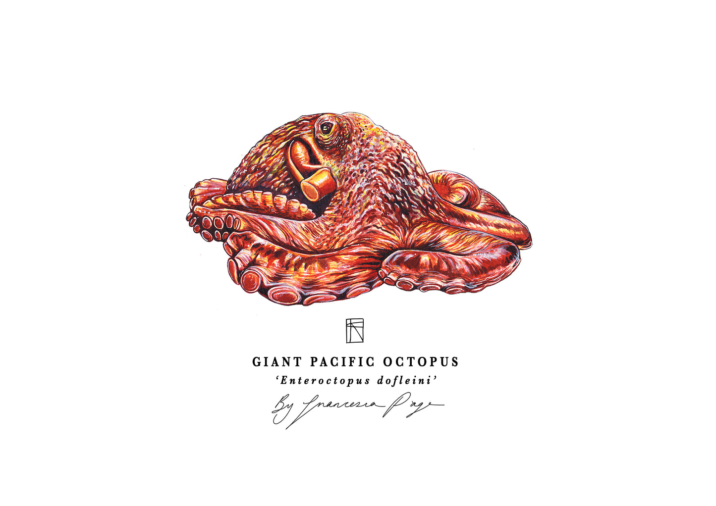 Giant Pacific Octopus Scientific Print