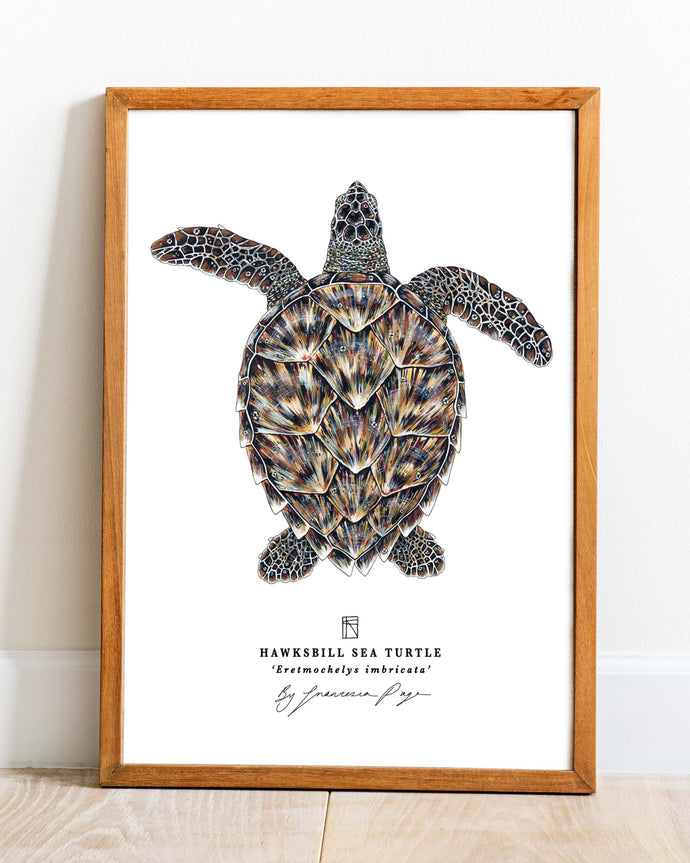 Hawksbill Sea Turtle Scientific Print