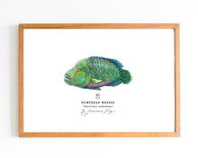 Load image into Gallery viewer, Humphead Wrasse Scientific Print
