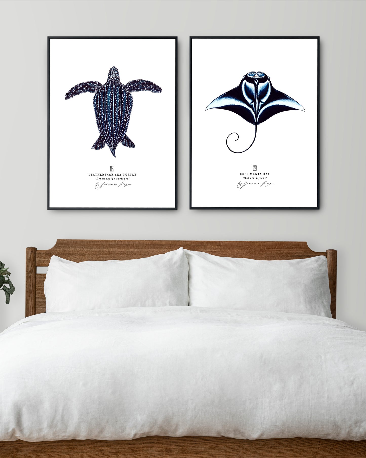 Manta Ray Scientific Print