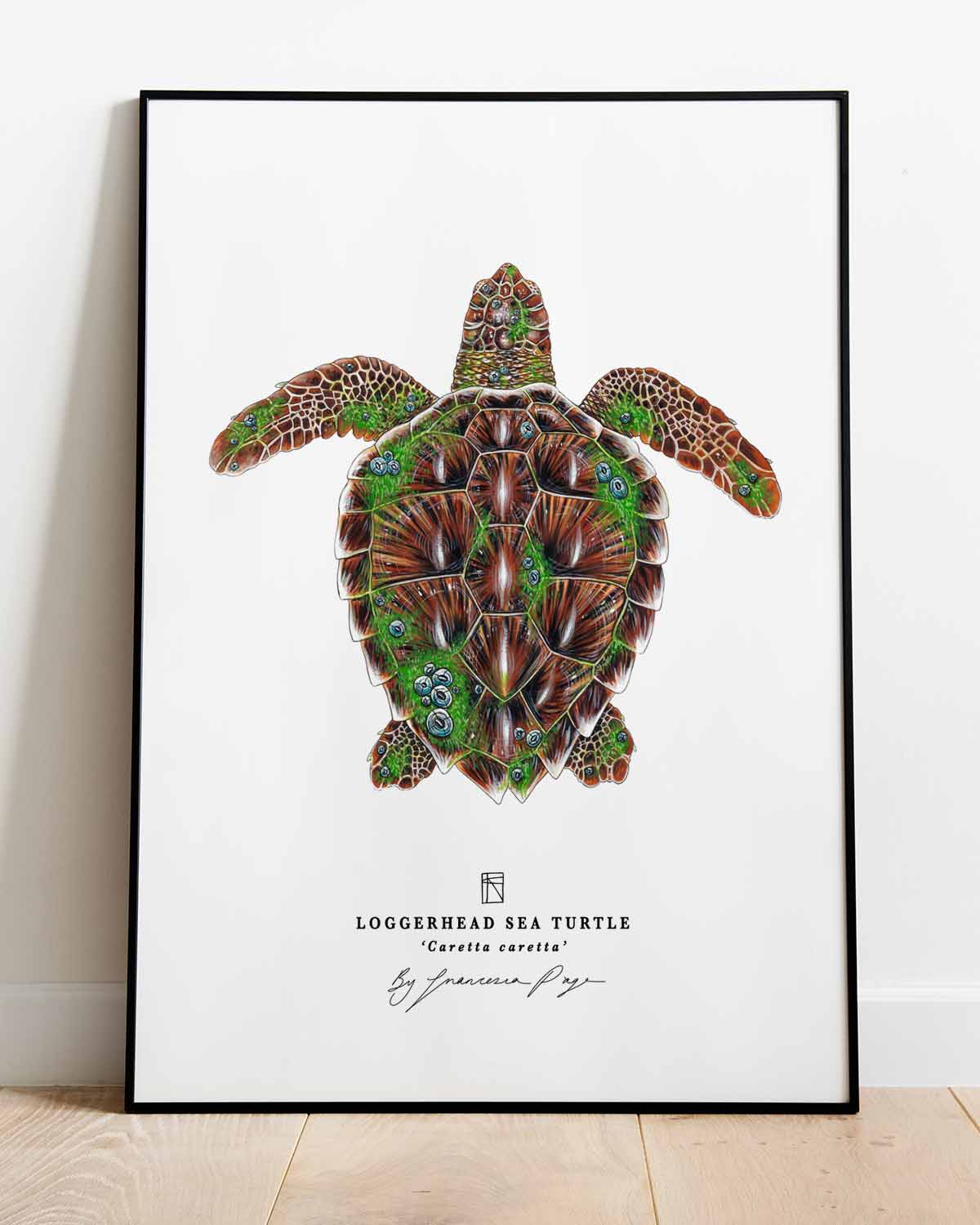 Loggerhead Sea Turtle Scientific Print