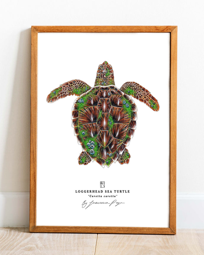 Loggerhead Sea Turtle Scientific Print