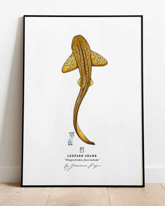 Leopard Shark Scientific Print