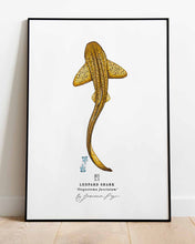 Load image into Gallery viewer, Leopard Shark Scientific Print
