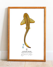 Load image into Gallery viewer, Leopard Shark Scientific Print
