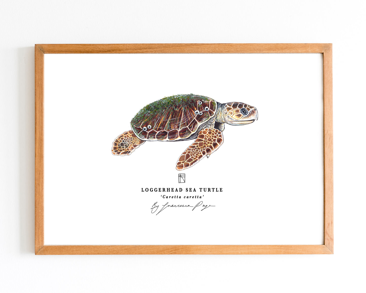 Loggerhead Sea Turtle Scientific Print