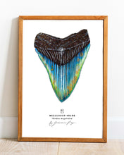 Load image into Gallery viewer, Megalodon Shark Scientific Print
