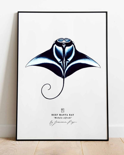 Manta Ray Scientific Print