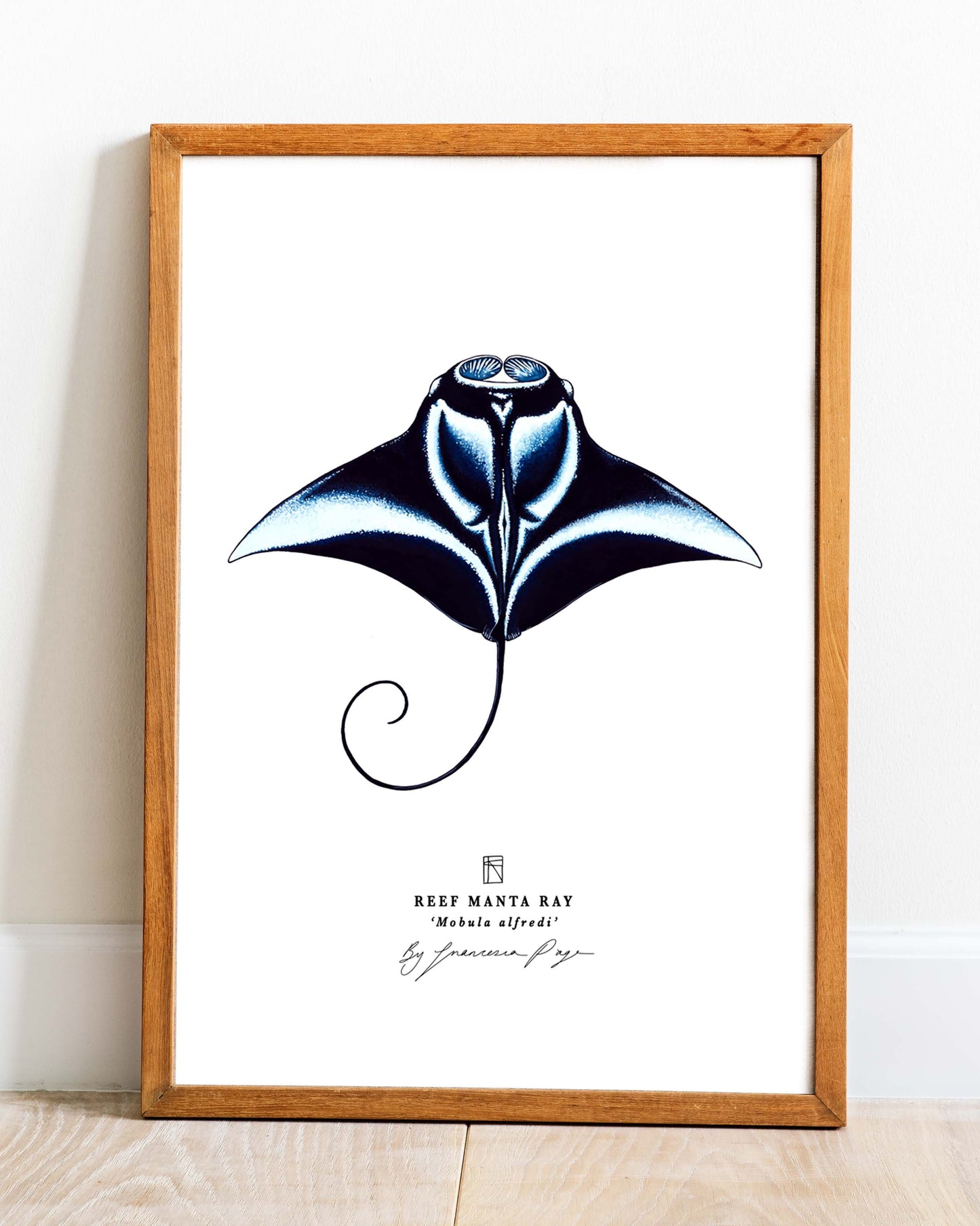 Manta Ray Scientific Print