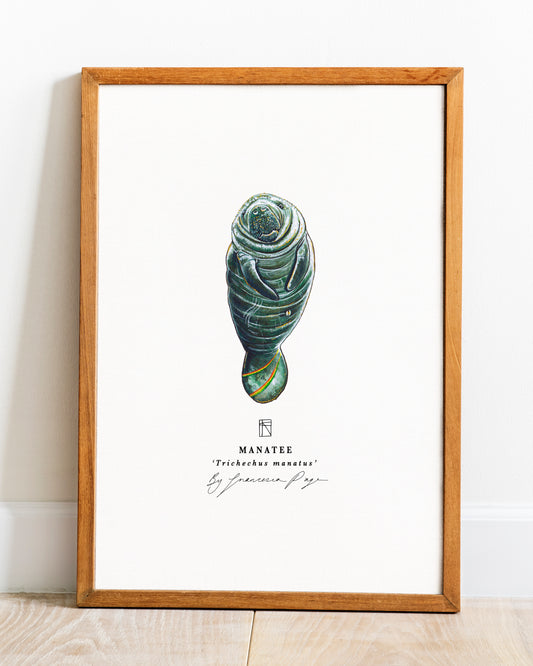 Manatee Scientific Print