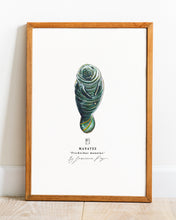 Load image into Gallery viewer, Manatee Scientific Print
