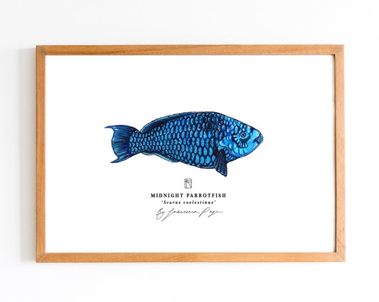 Midnight Parrotfish Scientific Prints