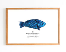 Load image into Gallery viewer, Midnight Parrotfish Scientific Prints
