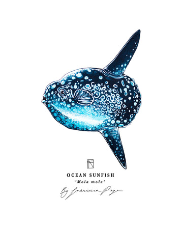 Ocean Sunfish Scientific Print