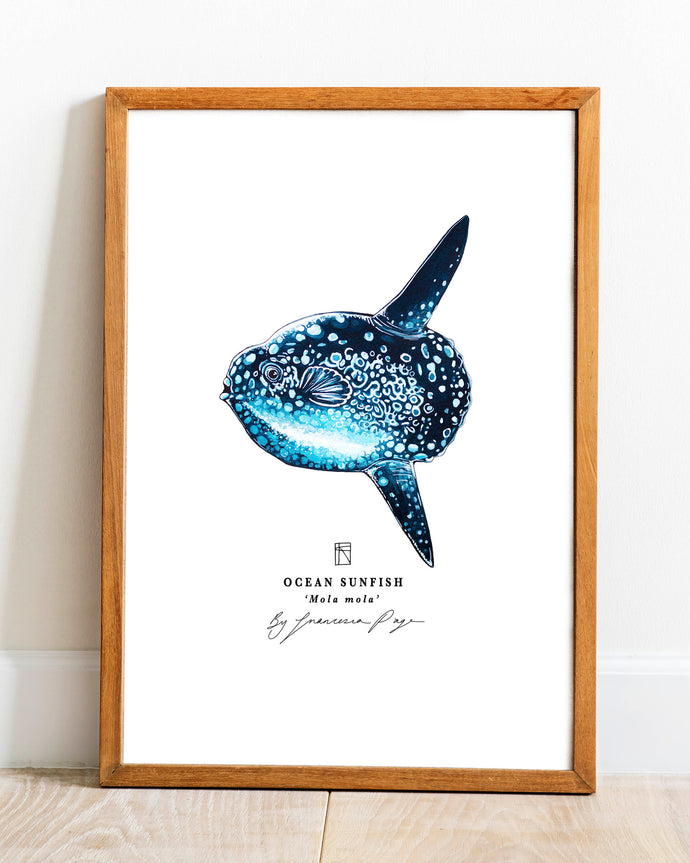 Ocean Sunfish Scientific Print