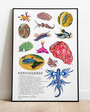 Load image into Gallery viewer, Nudibranch Scientific Print
