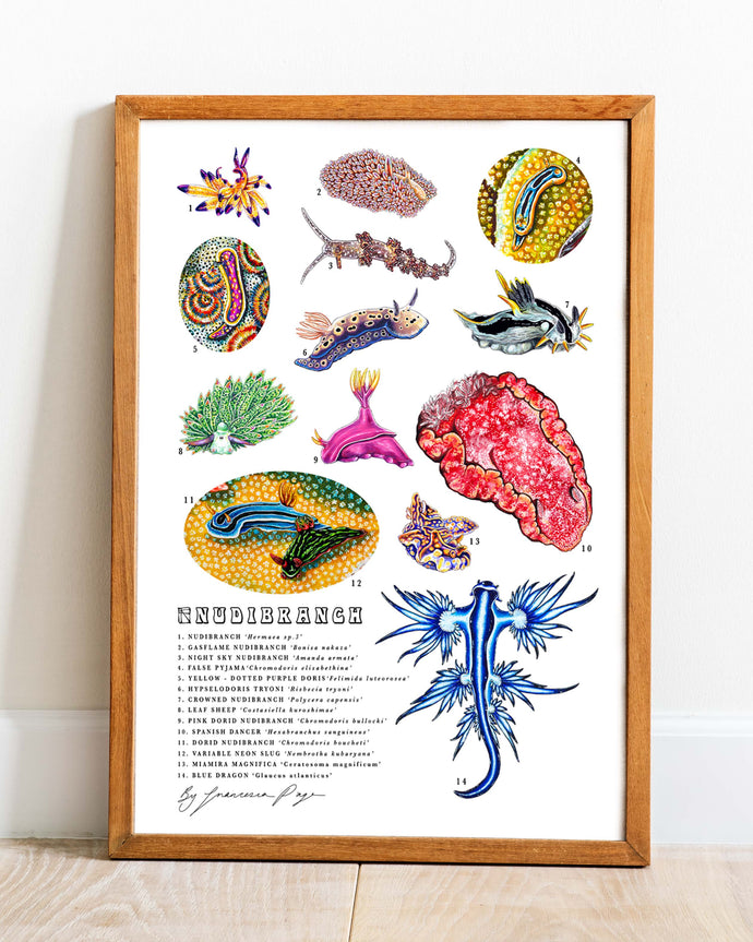 Nudibranch Scientific Print