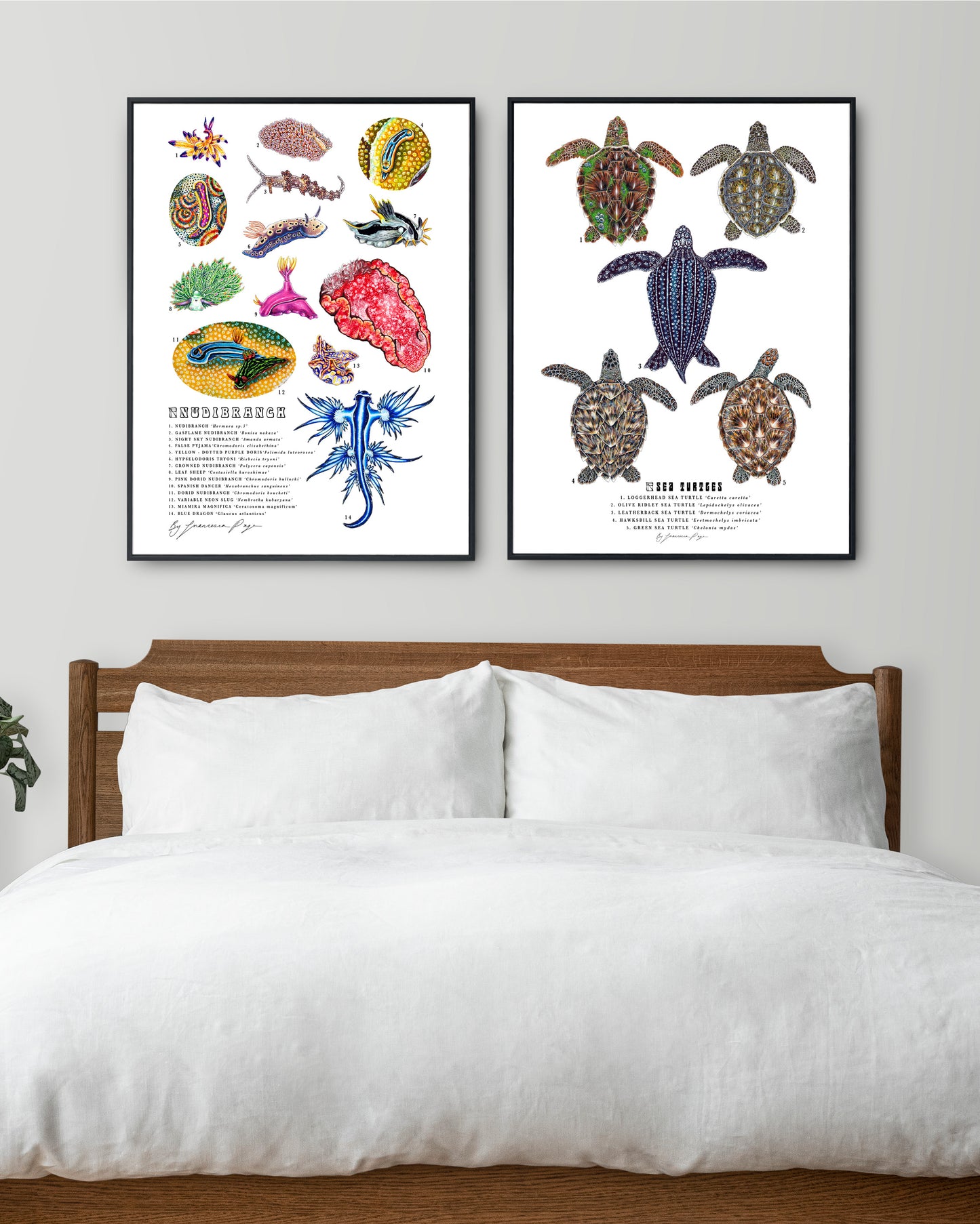 Sea Turtles Scientific Print