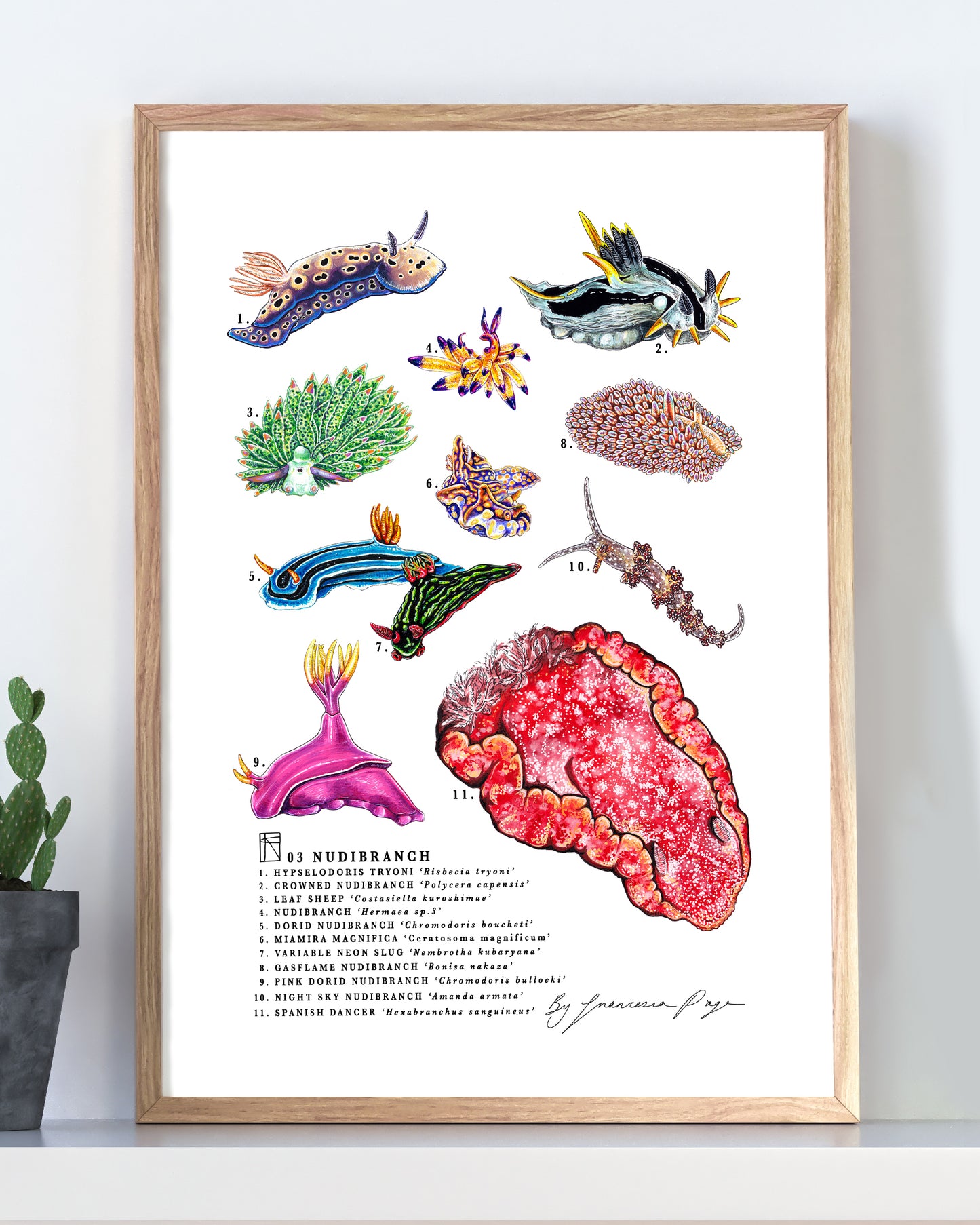 03 Nudibranch Scientific Print